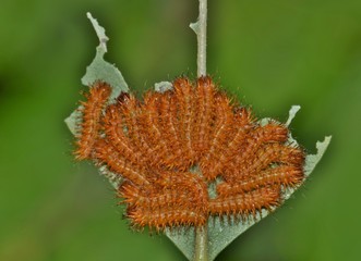 Early instar caterpillars of the io species (Automeris io) gathered on a leaf. These mildly venomous caterpillars usually gather like this when young and often stay as a group until their final stage.