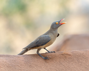 One red-billed oxpecker sitting on the back of an impala in Kruger National Park
