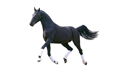 Fototapeta na wymiar Running black horse isolated on white