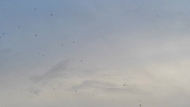 Flying birds on the sky in 4k slow motion 60fps