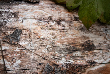 bark of a tree