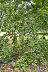 Birch cherry (Betula lenta L.). Crown fragment
