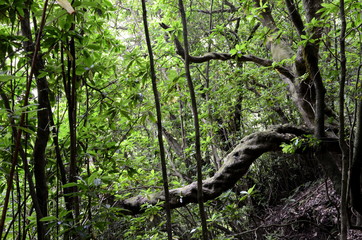 Levada walk from Ribeiro Frio to Portela, Madeira