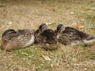 a mallard with her children
