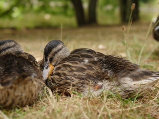 a mallard with her children