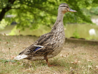 a mallard on the meadow
