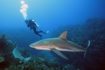 Obraz premium Karaibski rekin rafowy (Carcharhinus perezii) pływa nad rafą na niebiesko.