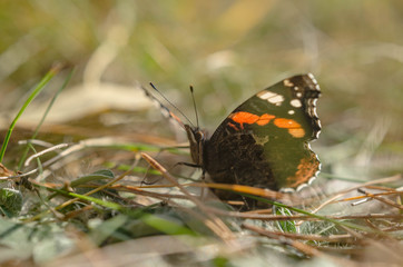 Fototapeta na wymiar butterfly admiral