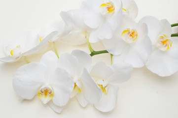 romantic branch of white orchid on beige background.
