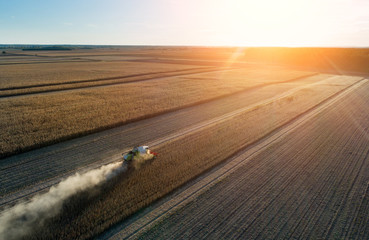 Combine harvester in soybean field - obrazy, fototapety, plakaty
