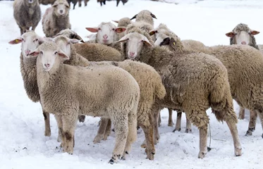 Papier Peint photo Lavable Moutons Troupeau de moutons sur la neige