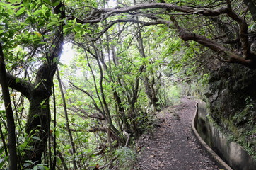 Levada walk from Ribeiro Frio to Portela, Madeira