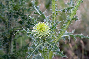 cardo almizclero con verde  2