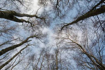 blue sky through silver birch trees