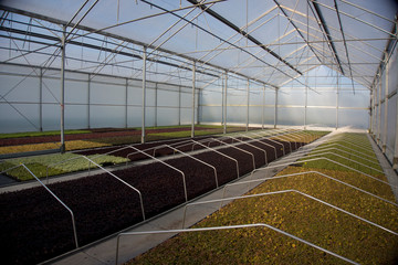 Obraz premium Serra di propagazione