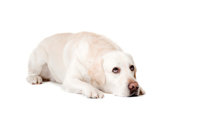 Dog. Light Labrador on white background. Portrait
