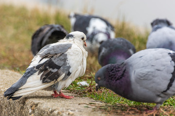 A White Spotted Pigeon Watching Its Fellows Having Their Meal