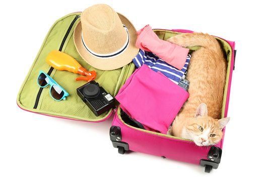 Ginger cat lying in pink suitcase on white background