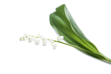 Fototapeta premium Lily of the valley flowers isolated on white background