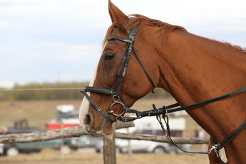 Portrait of a young horse in summer outside at rural dressage center
