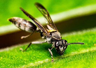 Wasp on leaf macro photography