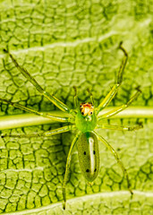 Green spider Lyssomanes sp on leaf macrophotography