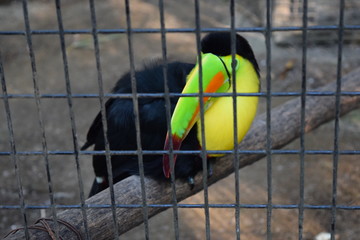 Libertad para el ave © Gerardo Pleitez