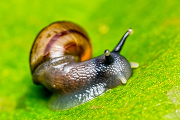 Small snail on leaf macro photo front view