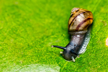Small snail on leaf macro photo top view