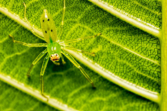 Green spider Lyssomanes sp on leaf macrophotography