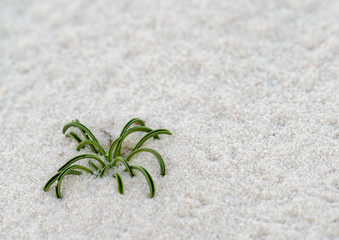 Small plant struggling to survive