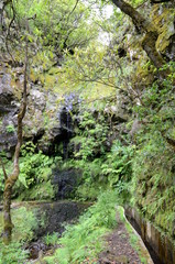 Fototapeta premium Levada walk from Ribeiro Frio to Portela, Madeira