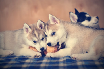 Fototapeta premium Siberian husky puppies purebred playing together with soft toy. Toned Image.