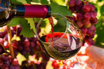 Pouring red wine into the glass outdoors with grapes in background