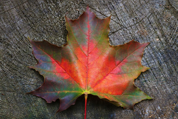 Autumn maple leaves on gray wooden background.