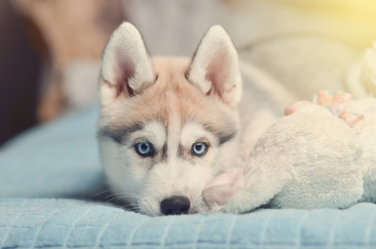 Siberian husky puppy with blue eyes purebred laying on the bed with white plush toy bunny. Toned image.