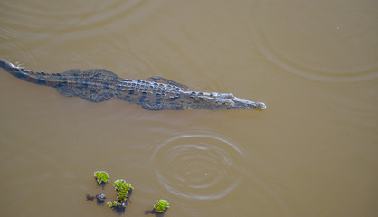 Obraz premium Young crocodile (Crocodylus acutus ) in its habitat waters in wild Panama rain forest river. 