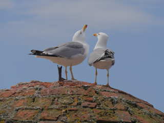 Fototapeta premium Mouettes Amoureuses