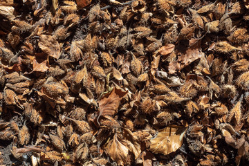 beechnut background