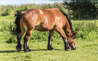 Fototapeta premium horse in the pasture