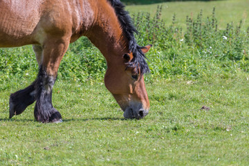 Fototapeta premium horse in the pasture