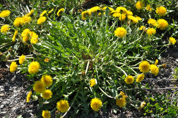 In nature, spring blooms of dandelion