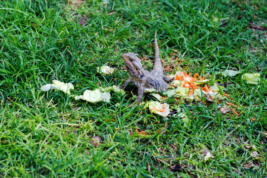 Hungry reptile iguana