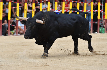 toro negro en españa