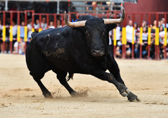 toro negro en españa