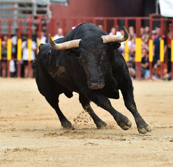toro negro en españa