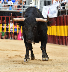 toro negro en españa