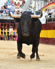 toro negro en españa