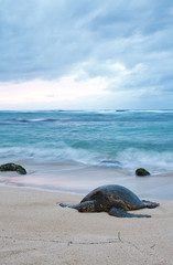 An endangered Hawaiian green sea turtle resting on a beach on Oahu with waves splattering around it and stormy skies.