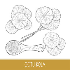 Gotu kola. Set. A plant, leaves. Spoon and powder. Sketch. Monochrome